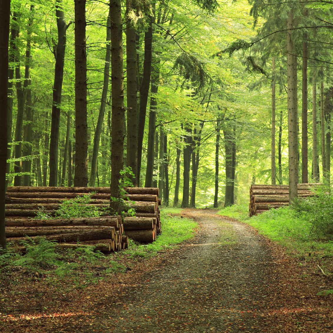 Wald mit Straße